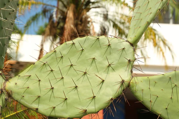 Schöner Opuntia Kaktus Mit Großen Dornen Die Freien Wachsen Nahaufnahme — Stockfoto