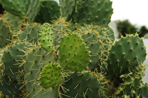 Schöner Kaktus Aus Kakteen Der Freien Wächst Nahaufnahme — Stockfoto