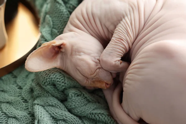 かわいいスフィンクス猫は自宅で柔らかい毛布の上で寝て 閉じます 可愛いペット — ストック写真