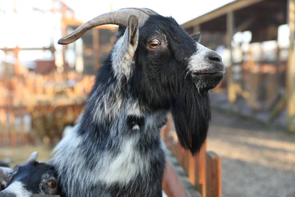 Cute Goat Paddock Zoo — Stock Photo, Image