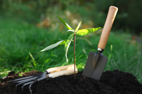 Mudas Crescendo Solo Fresco Ferramentas Jardinagem Livre Plantio Árvores — Fotografia de Stock