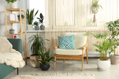 Oturma odasının içinde güzel, farklı saksılar, yeşil bitkiler ve mobilyalar var. Ev dekorasyonu