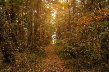 Sonbahar parkındaki güzel ağaçların arasına düşen yapraklarla dolu bir yol.