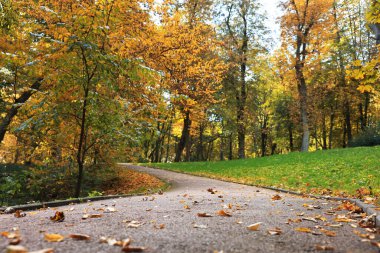 Yol, düşen yapraklar ve ağaçlar güzel bir parkta sonbahar günü