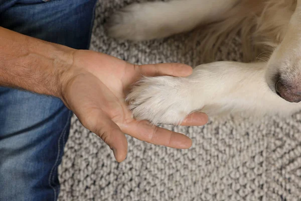 Man holding dog's paw on blanket, top view