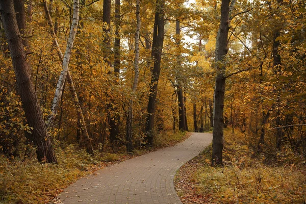 Wiele Pięknych Drzew Ścieżka Jesiennym Parku — Zdjęcie stockowe