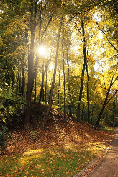 秋の日には美しい公園の小道や倒木 — ストック写真