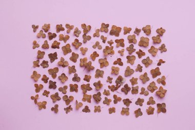 Pembe arka planda kurumuş hortensiya çiçekleri ile düz kompozisyon