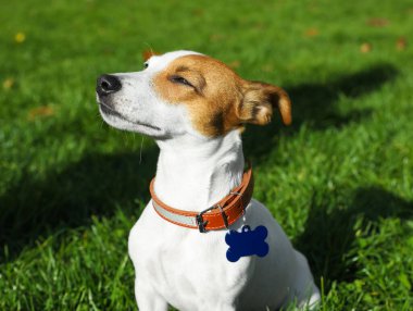 Güzel Jack Russell Terrier köpek tasmalı, yeşil çimlerde metal etiketli.