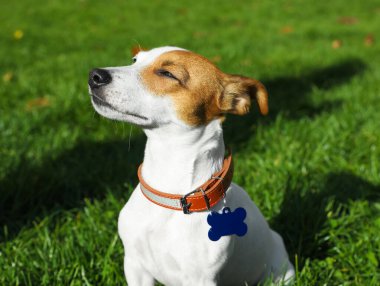 Beautiful Jack Russell Terrier in dog collar with metal tag on green grass outdoors clipart