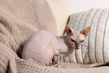Evdeki kanepede güzel bir Sphynx kedisi. Sevimli hayvan