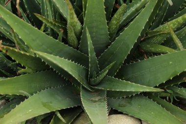 Aloe Vera dışarıda büyüyor, manzaranın üstünde. Sulu bitki.