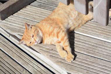 Güneşli bir günde yalnız bir sokak kedisi. Evsiz hayvan