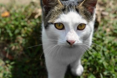 Yalnız sokak kedisi, yakın plan. Metin için boşluk
