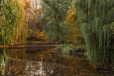 Sarı ağaçları ve gölü olan güzel bir park.