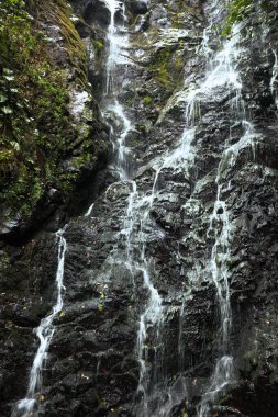 Parkta yeşil yosunlu güzel şelale