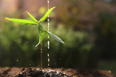 Watering young seedling outdoors, closeup. Planting tree clipart