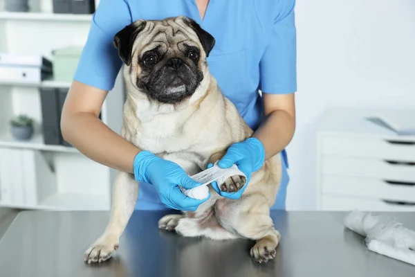 Professional veterinarian wrapping dog\'s paw with bandage in clinic, closeup