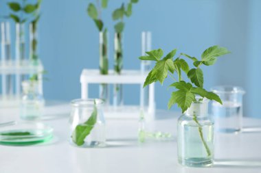 Beyaz masadaki bitkilerle dolu laboratuvar camları.