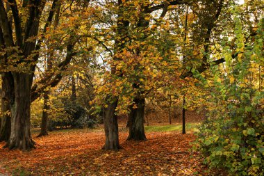 Sarı ağaçlar ve düşen yapraklarla dolu güzel bir park.