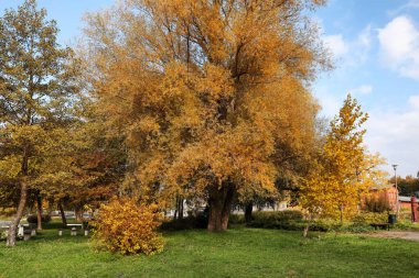 Güzel parktaki ağaçların resimli görüntüsü. Sonbahar mevsimi