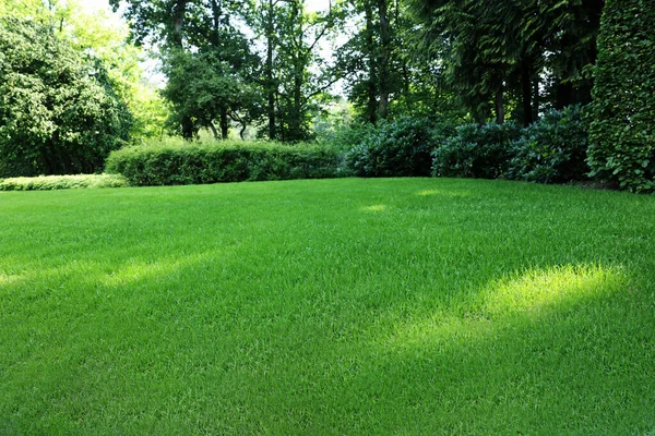 Beautiful View Green Grass Bushes Garden Sunny Day — Stockfoto