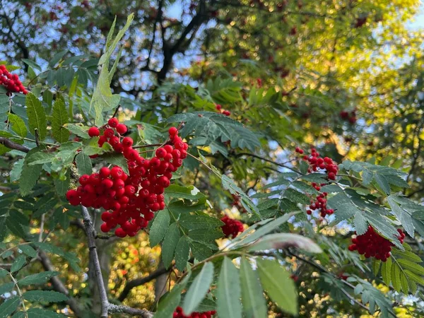 赤い果実を持つローワンの木の枝屋外 — ストック写真