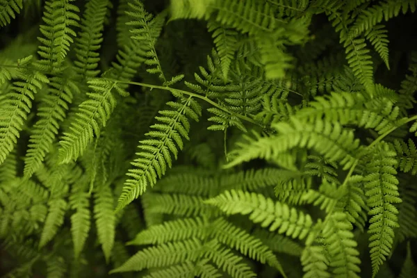 Prachtige Groene Varenbladeren Het Wild Bos — Stockfoto