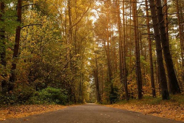 秋の公園の多くの美しい木の間の道 — ストック写真
