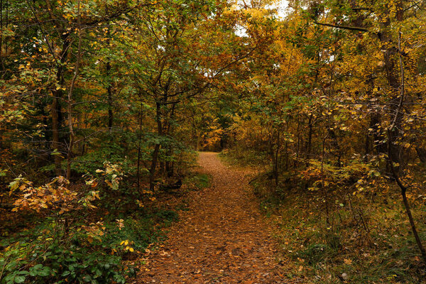 Дорога со многими опавшими листьями между красивыми деревьями в осеннем парке