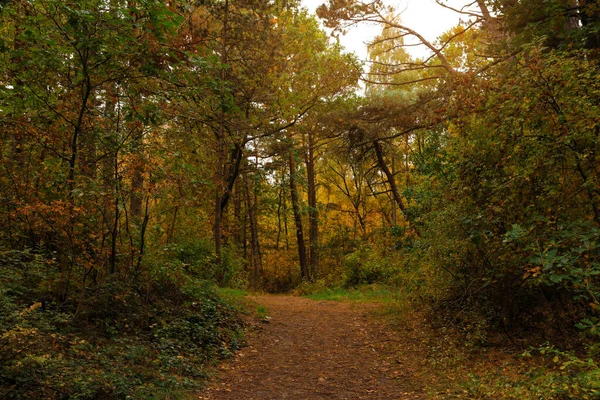 Ścieżka Wieloma Opadłymi Liśćmi Między Pięknymi Drzewami Jesiennym Parku — Zdjęcie stockowe
