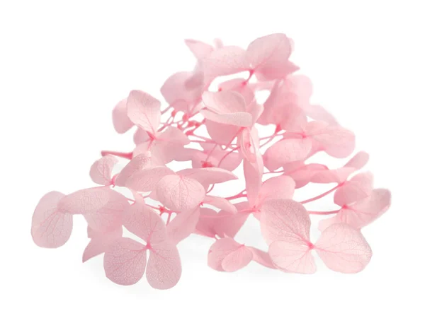 白い背景に美しいピンクのホルテンシアの花 — ストック写真
