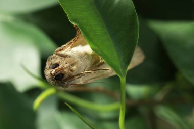 Paradrina klaviyal güvesi açık havada yeşil yaprak üzerinde