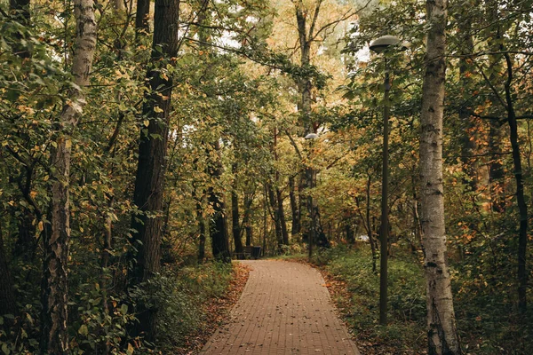 秋の公園の多くの美しい木や通路 — ストック写真