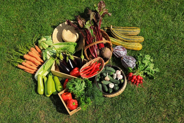 Verschiedenes Frisches Reifes Gemüse Auf Grünem Gras Flache Lage — Stockfoto
