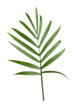 Beautiful green coconut leaf isolated on white