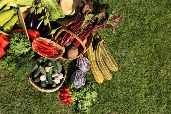 Verschiedenes Frisches Reifes Gemüse Auf Grünem Gras Flache Lage — Stockfoto