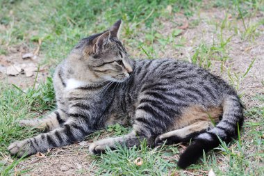 Yeşil çimlerin üzerinde yalnız bir sokak kedisi yatıyor. Evsiz hayvan