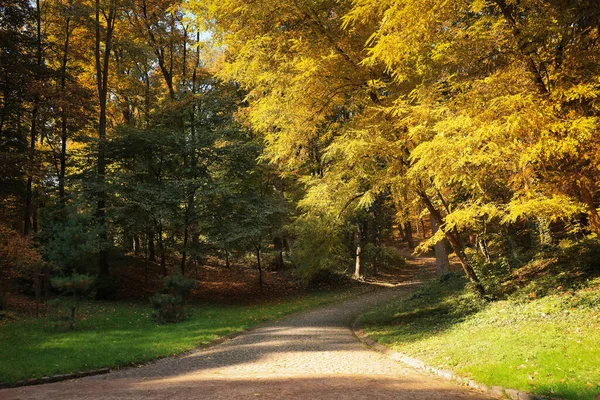 Ścieżka Opadłe Liście Drzewa Pięknym Parku Jesienią — Zdjęcie stockowe