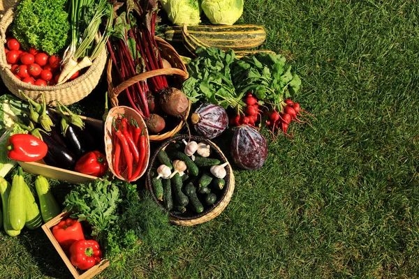 Verschiedenes Frisches Reifes Gemüse Auf Grünem Gras Flach Gelegt Raum — Stockfoto