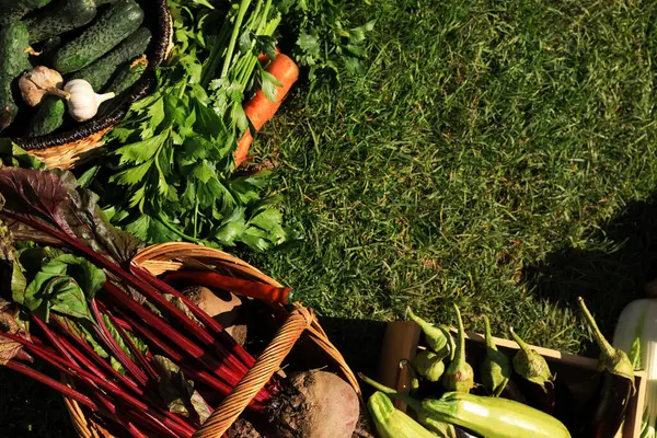 Verschiedenes Frisches Reifes Gemüse Auf Grünem Gras Flach Gelegt Raum — Stockfoto