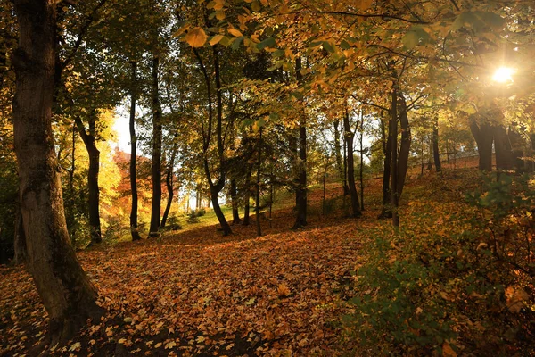 晴れた日には公園に美しい黄色の木々や落ち葉 — ストック写真
