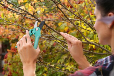 Bahçedeki kesiciler ağaç dalını buduyor, yakın plan.