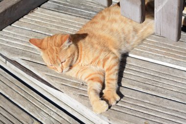 Güneşli bir günde yalnız bir sokak kedisi. Evsiz hayvan