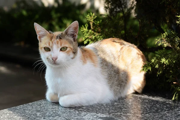 Krásná Toulavá Kočka Sedící Venku Kamenném Parapetu Domácí Mazlíček — Stock fotografie
