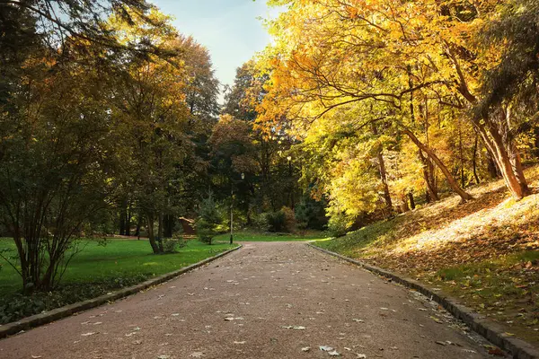 Ścieżka Opadłe Liście Drzewa Pięknym Parku Jesienią — Zdjęcie stockowe