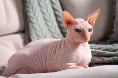 Evdeki kanepede güzel bir Sphynx kedisi. Sevimli hayvan