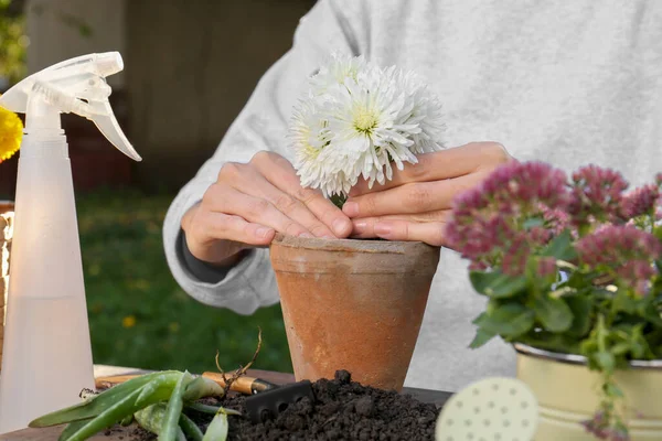 Woman transplanting flower into pot in garden, closeup