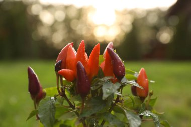 Capsicum Annuum fabrikası. Kaplanmış gökkuşağı çok renkli biberler dışarıda bulanık arka planda, yakın planda.