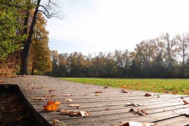 Güneşli bir günde güzel ağaçlı ve patikalı bir park manzarası. Sonbahar mevsimi